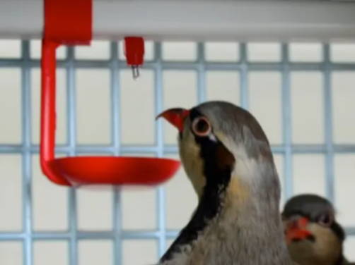 Partridge Drinking Clean Water - Hatching Time