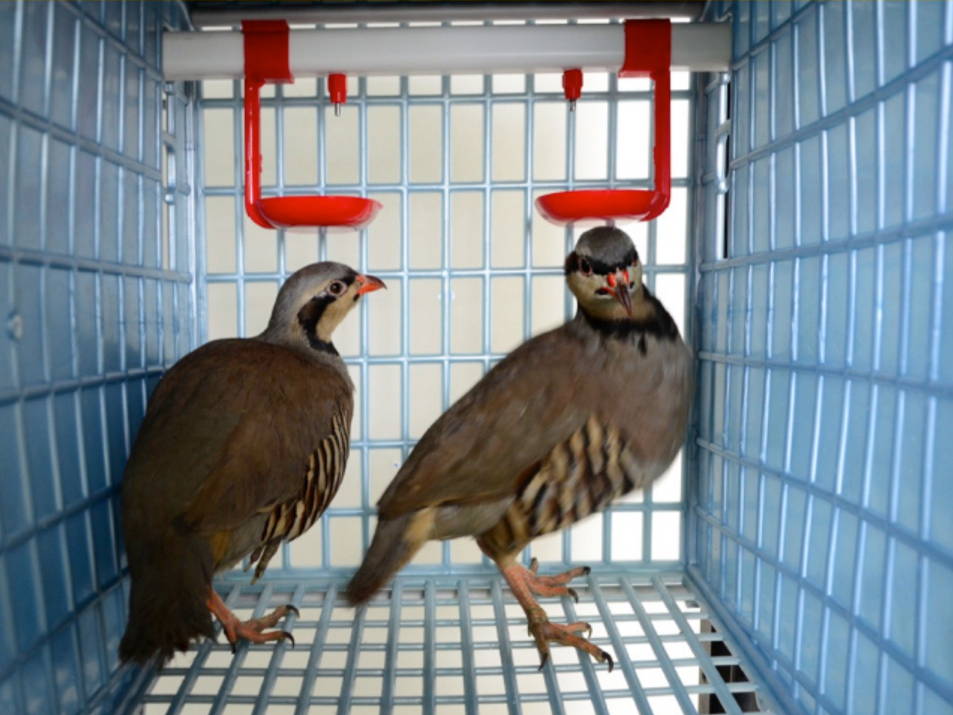 Sectional Dividers for Partridge Cage - Hatching Time